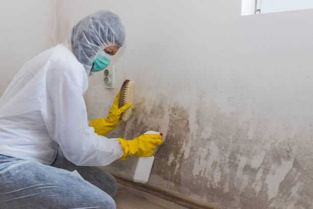 Why You Should Choose Our Mold Remediation Services in Mcarthur, OH